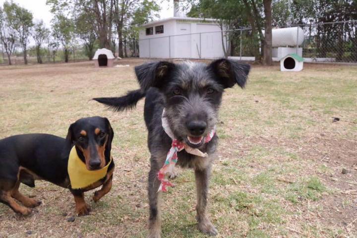 Garantiza Gobierno Municipal respeto a la vida animal