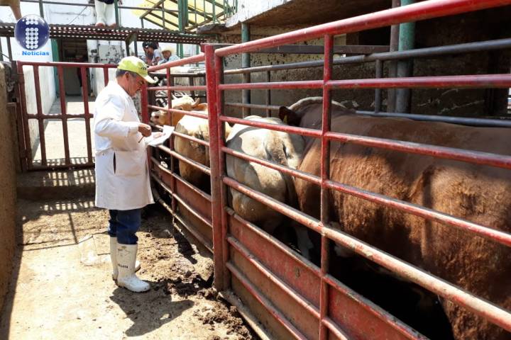 Gobierno de Morelia asegura abasto de carne con el rastro municipal ante contingencia sanitaria