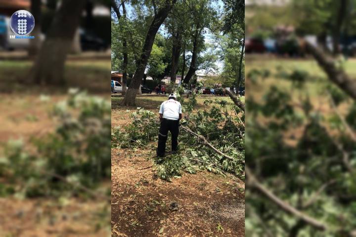 Gobierno de Morelia sustituirá árboles removidos en Bosque Cuauthémoc