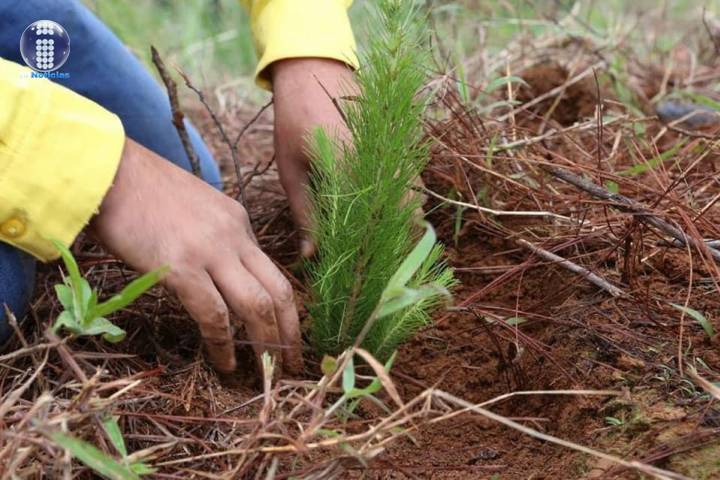 30 de junio, fecha límite de entrega de solicitudes para reforestación  