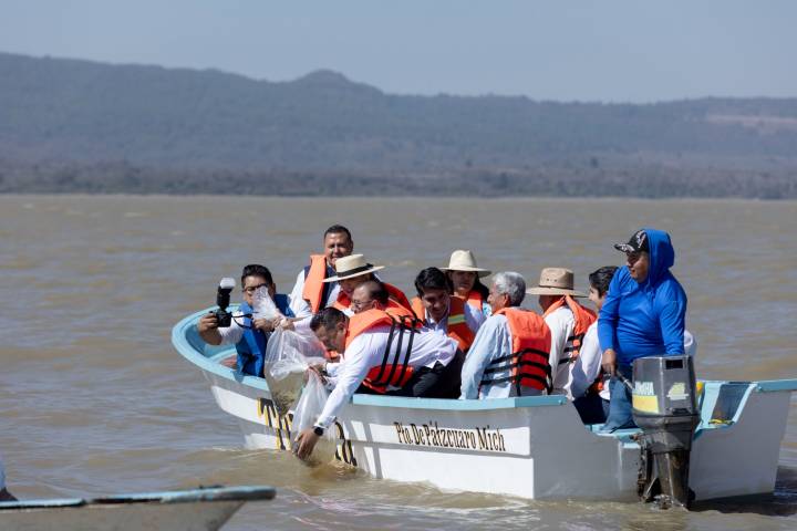 Siembra Gobierno de Michoacán 20 mil peces en el lago de Pátzcuaro