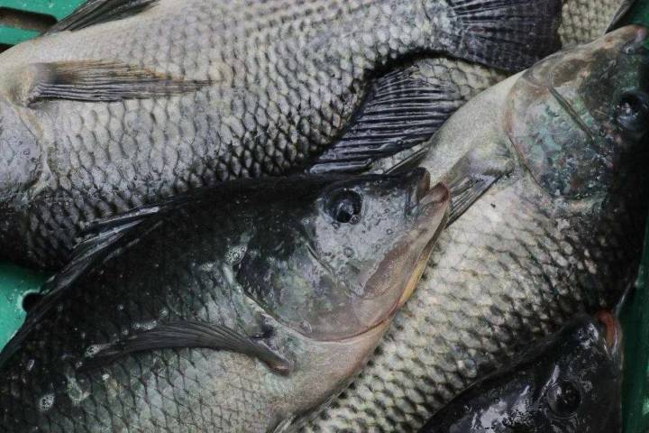 Cuaresma 2025: compra a bajo costo pescado fresco directo de productores michoacanos